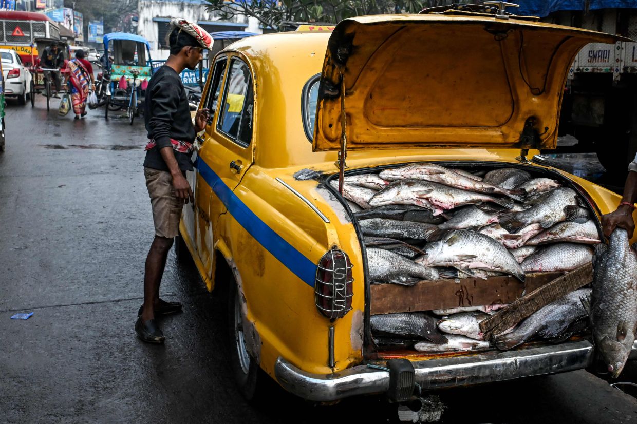 A labourer looking into a Hindustan Ambassador yellow taxi, transporting fish at a wholesale market in Kolkata.