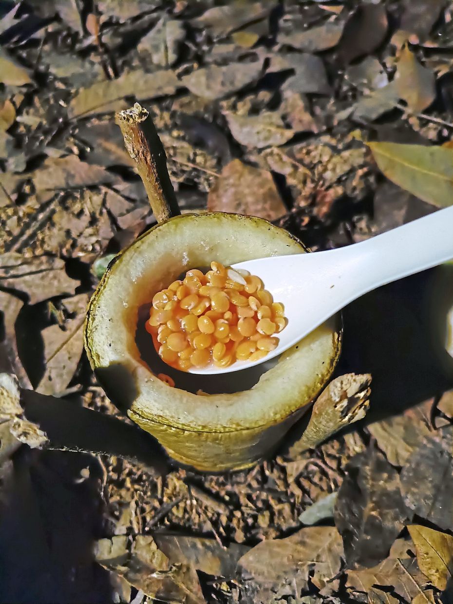 Sticks in the ground help support the ultra-tenderised gourd and half-cooked lentils.