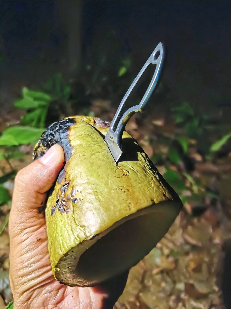 Slicing the gourd open to eat the insides.