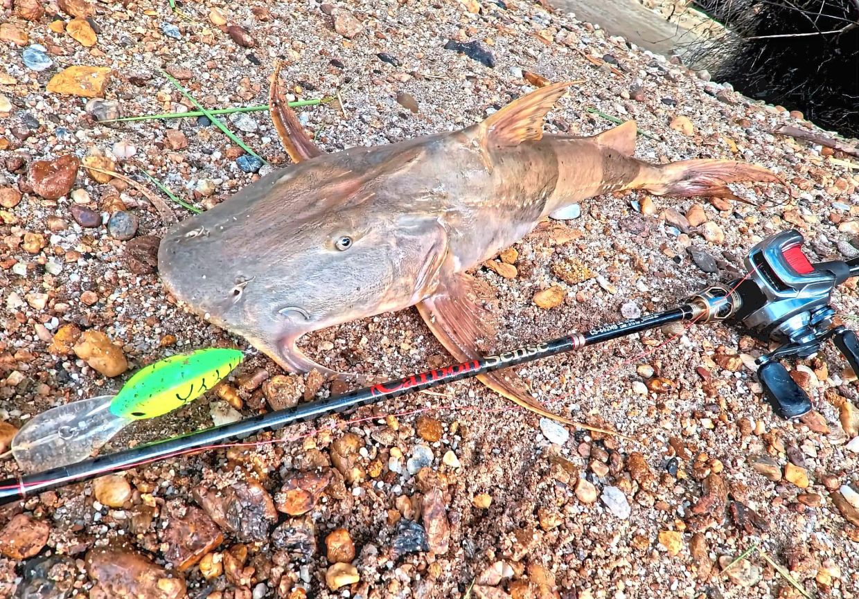 A large goonch caught on a deep-diving lure.