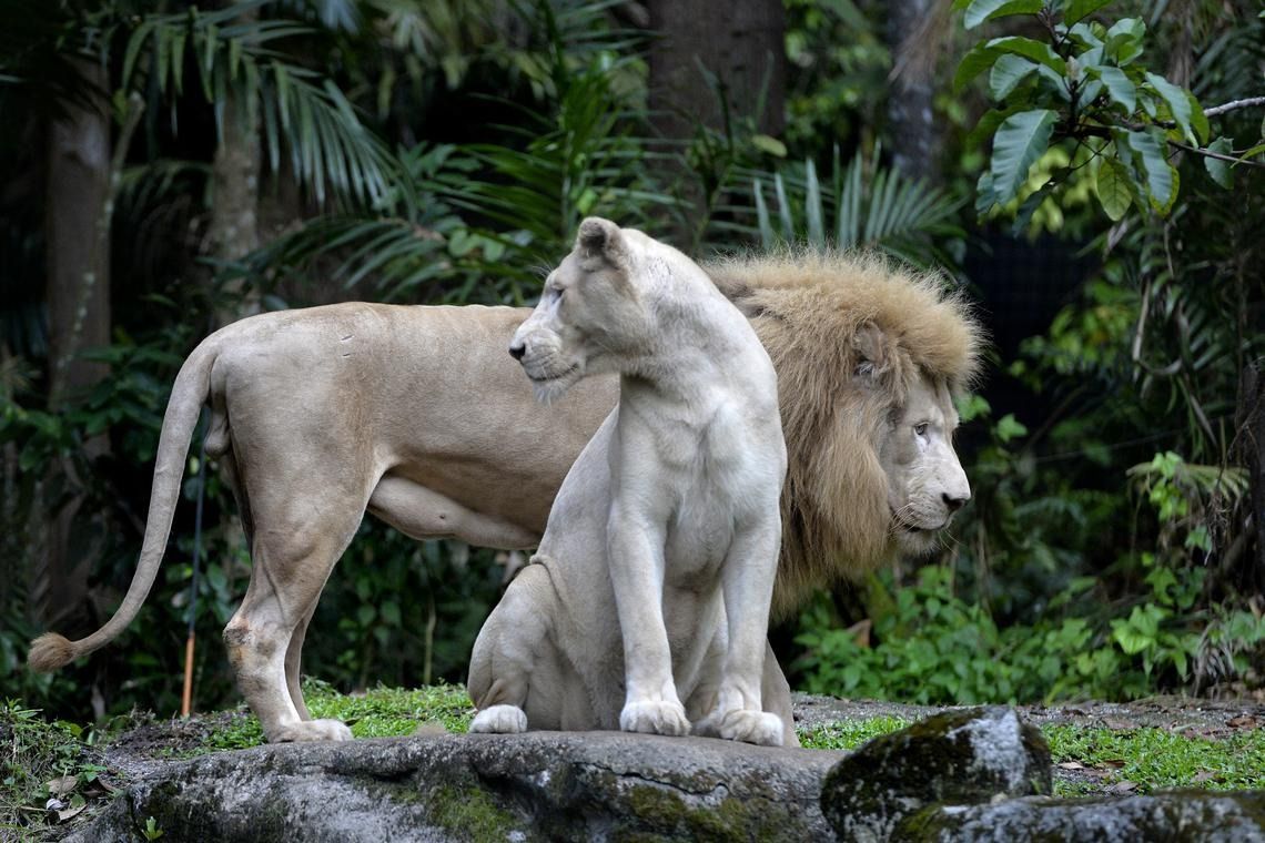 South African white lions Mandisa (foreground) and Sipho made their debut at the Night Safari in May 2014. - Photo: ST file