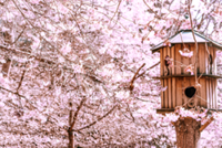 Alternative spots around the world for cherry blossom viewing