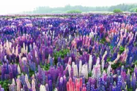 6 stunning flower fields around the world you can visit