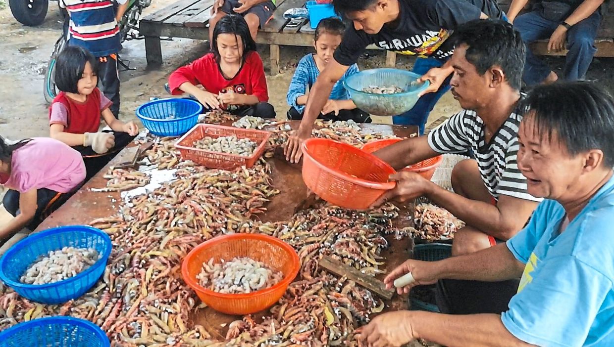 Villagers young and old pitching in to shell the shrimp required to make ‘sesar unjur’.