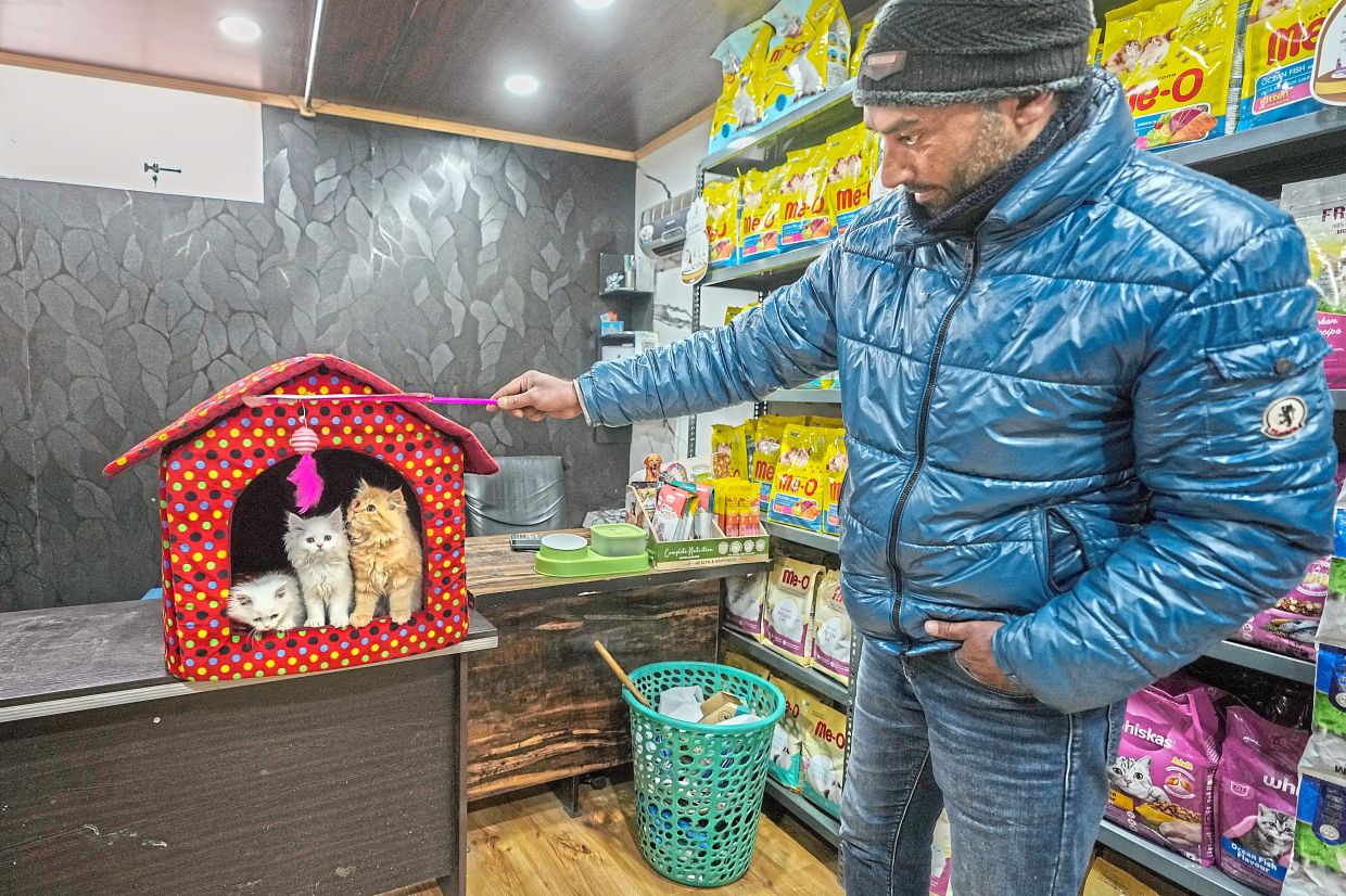 In high demand: A shopkeeper playing with kittens on display inside a pet shop in Srinagar. — AP