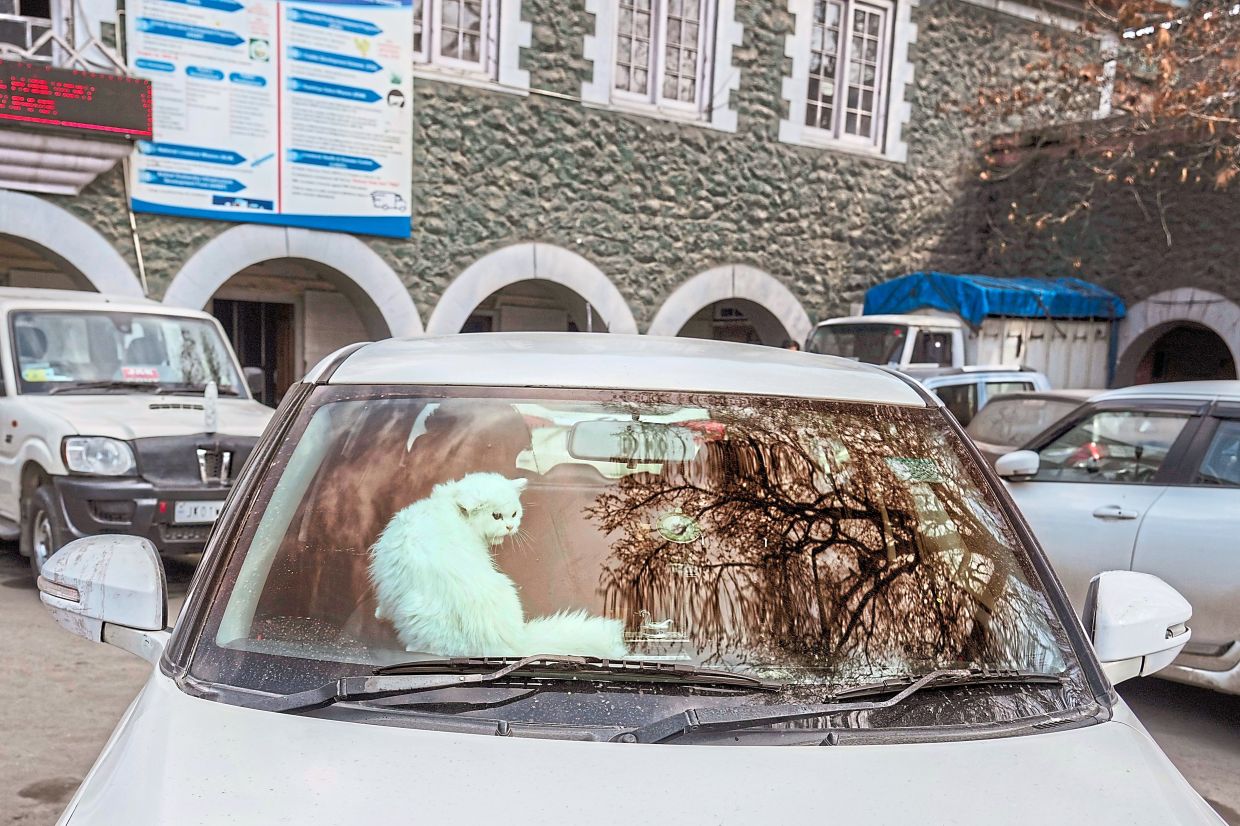 Passenger princess: A pet cat is brought for treatment in Srinagar. — AP