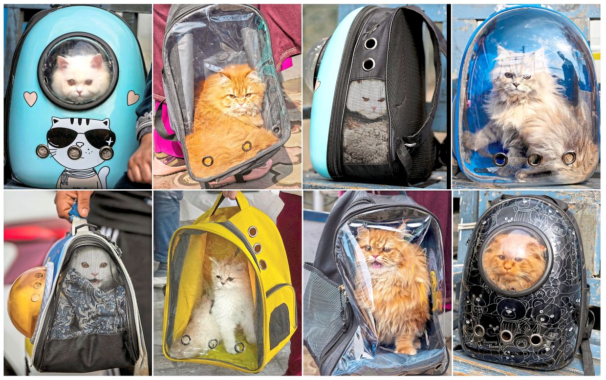 Purr-plexing advice stirs panic | The Star