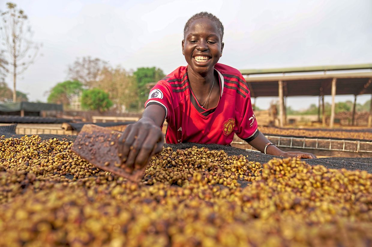A worker turning excelsa coffee beans to dry. — Photos: AP 