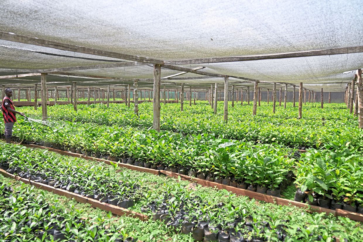 Not much is known about excelsa, unlike other popular coffees like arabica and robusta. 