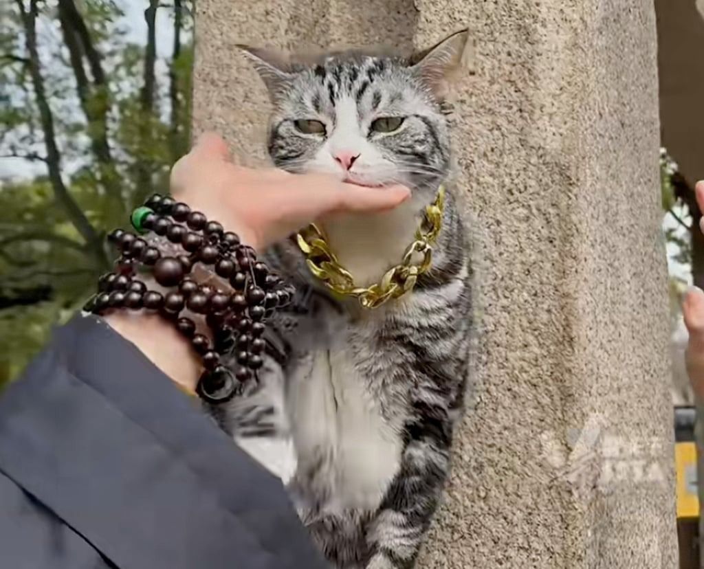 A visitor to the temple pets the hard-working cat as it takes a break from high-fiving. - Photo: Douyin