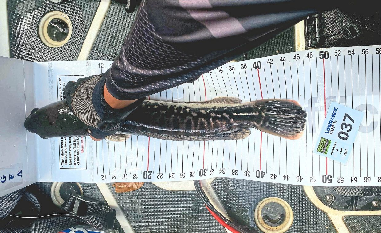 Fish caught during the tournament being measured on the official tape and photographed.