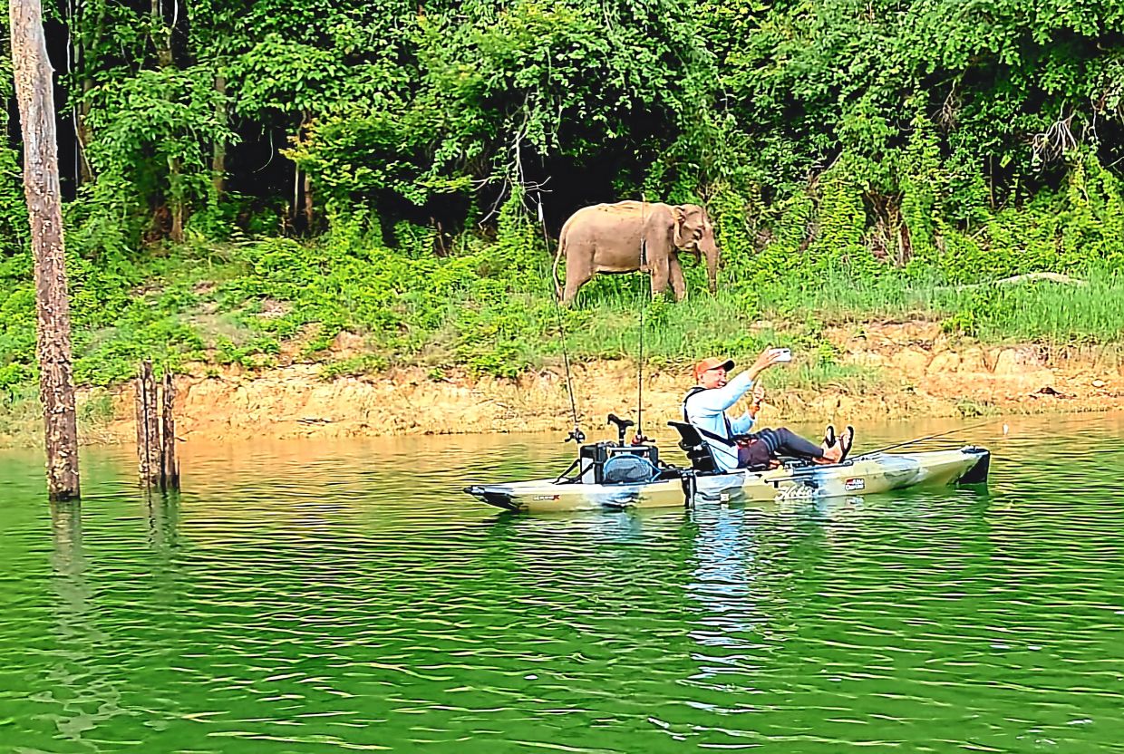 Foo taking a selfie with an elephant at Royal Belum State Park.