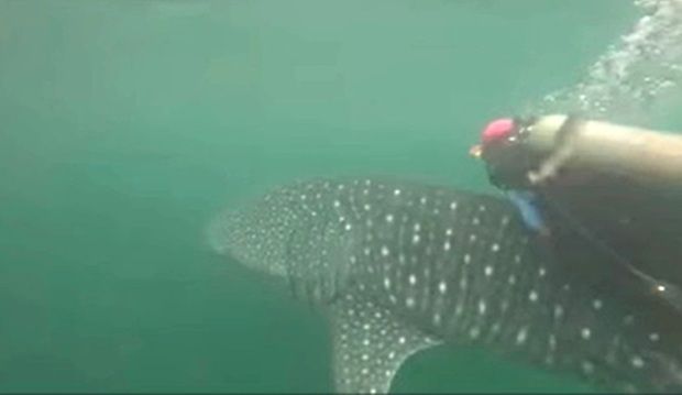A screengrab showing a diver holding on a whale shark as it swam.