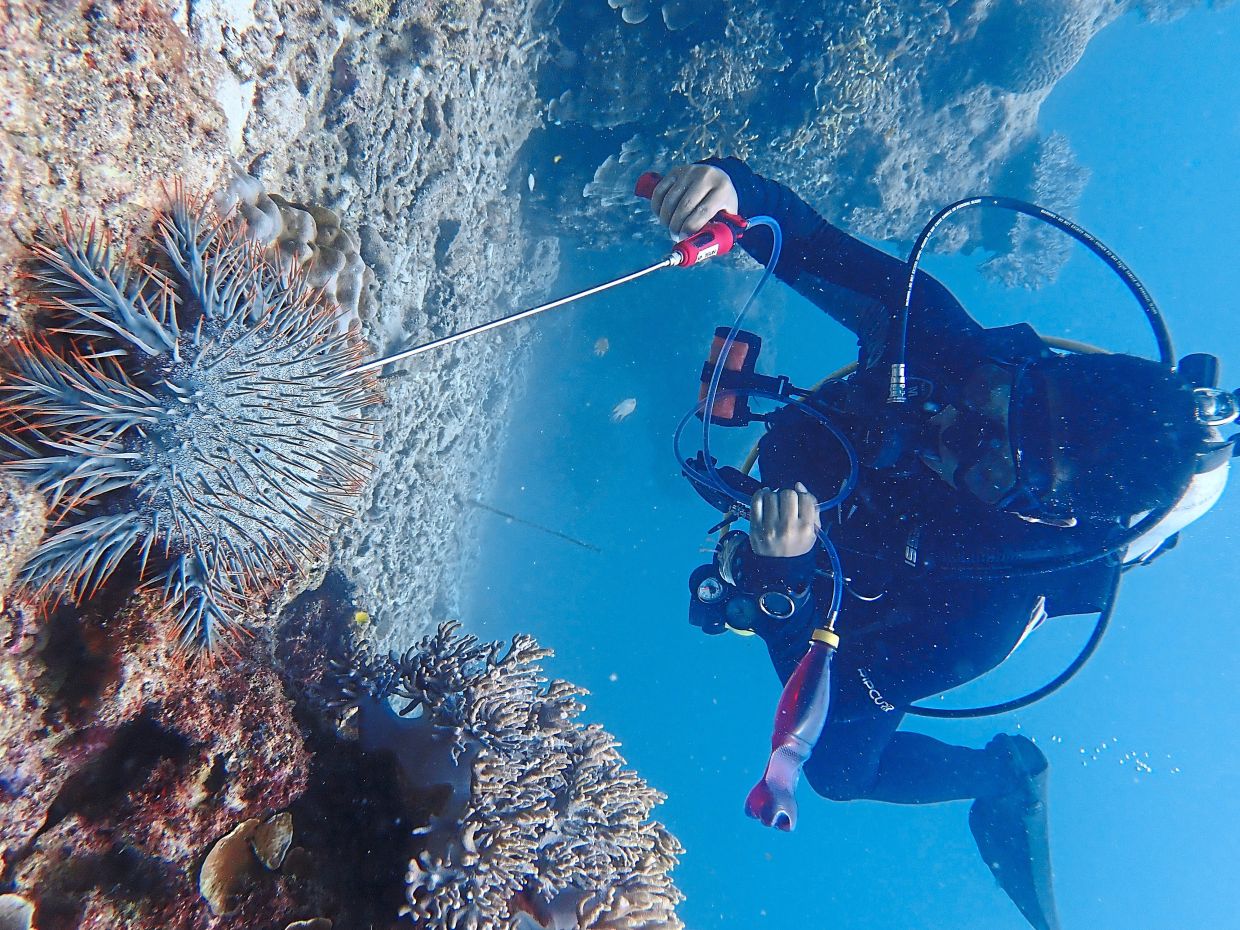 Removal of crown-of-thorns starfish which preys on corals and poses a major threat to reefs worldwide.