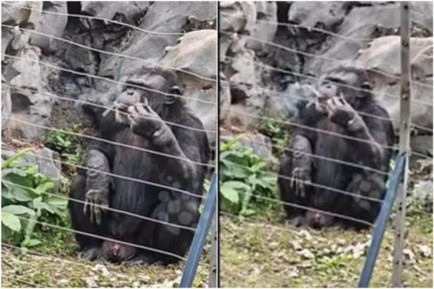 gorilla smoking a cigarette video Monkey business: Zoo in China investigating after chimpanzee filmed smoking  discarded cigarette butt