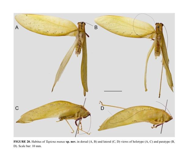 Picture information on the Tapiena Munae species.