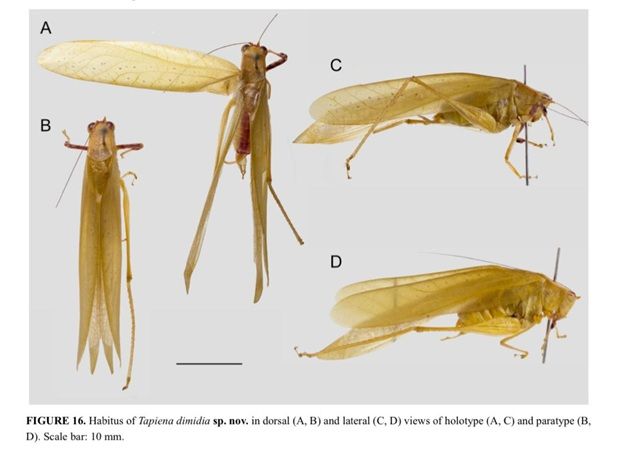 Picture information on the Tapiena Dimidia.