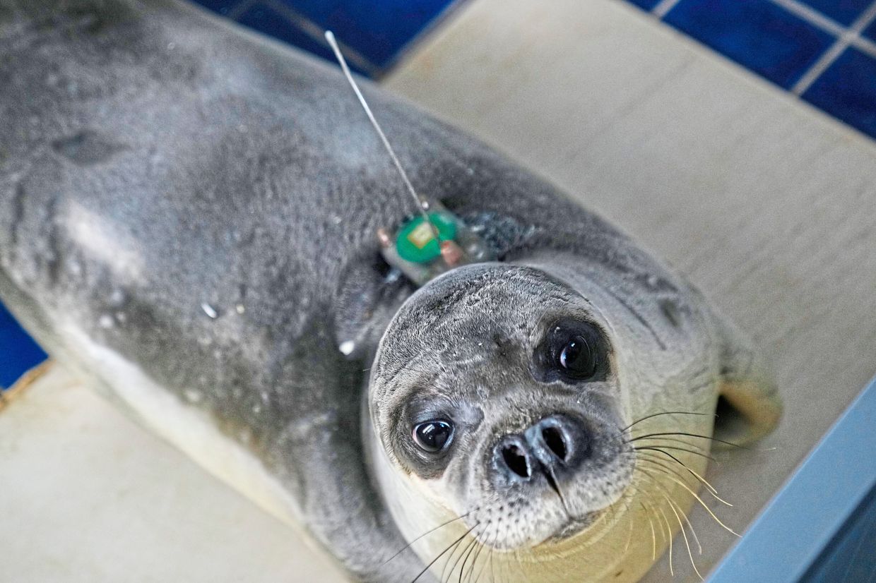 Renos-Pantelis, with a GPS tracking device glued on its back is seen at the Attica Zoological Park, in eastern Athens, Greece. — AP