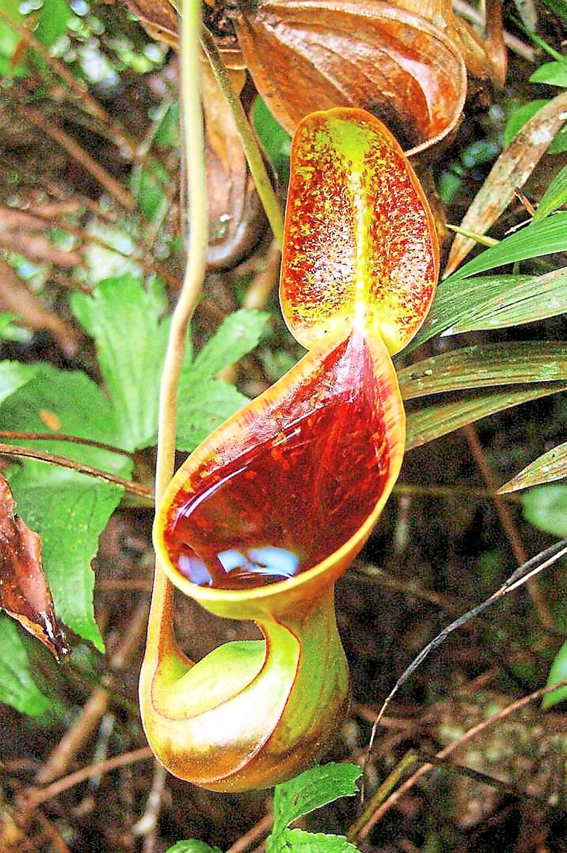 Nature’s trap: Nepenthes lowii, a pitcher plant species found in Sabah. The state’s diverse landscapes, ranging from tropical rainforests to montane habitats, provide ideal conditions for the plant. — Picture courtesy of Alviana Damit