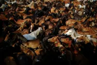 Spain's wild horses in peril, despite key role in wildfire prevention