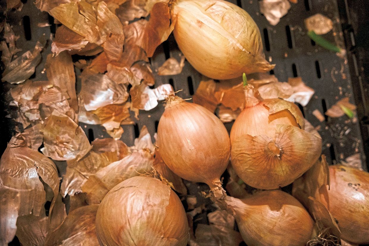 Onions at 4P, which are among the produce sent to food banks and schools. Over 170 million boxes of free fresh food are sent to Americans in need and farmers who are still struggling after the pandemic. — Caroline Gutman/The New York Times
