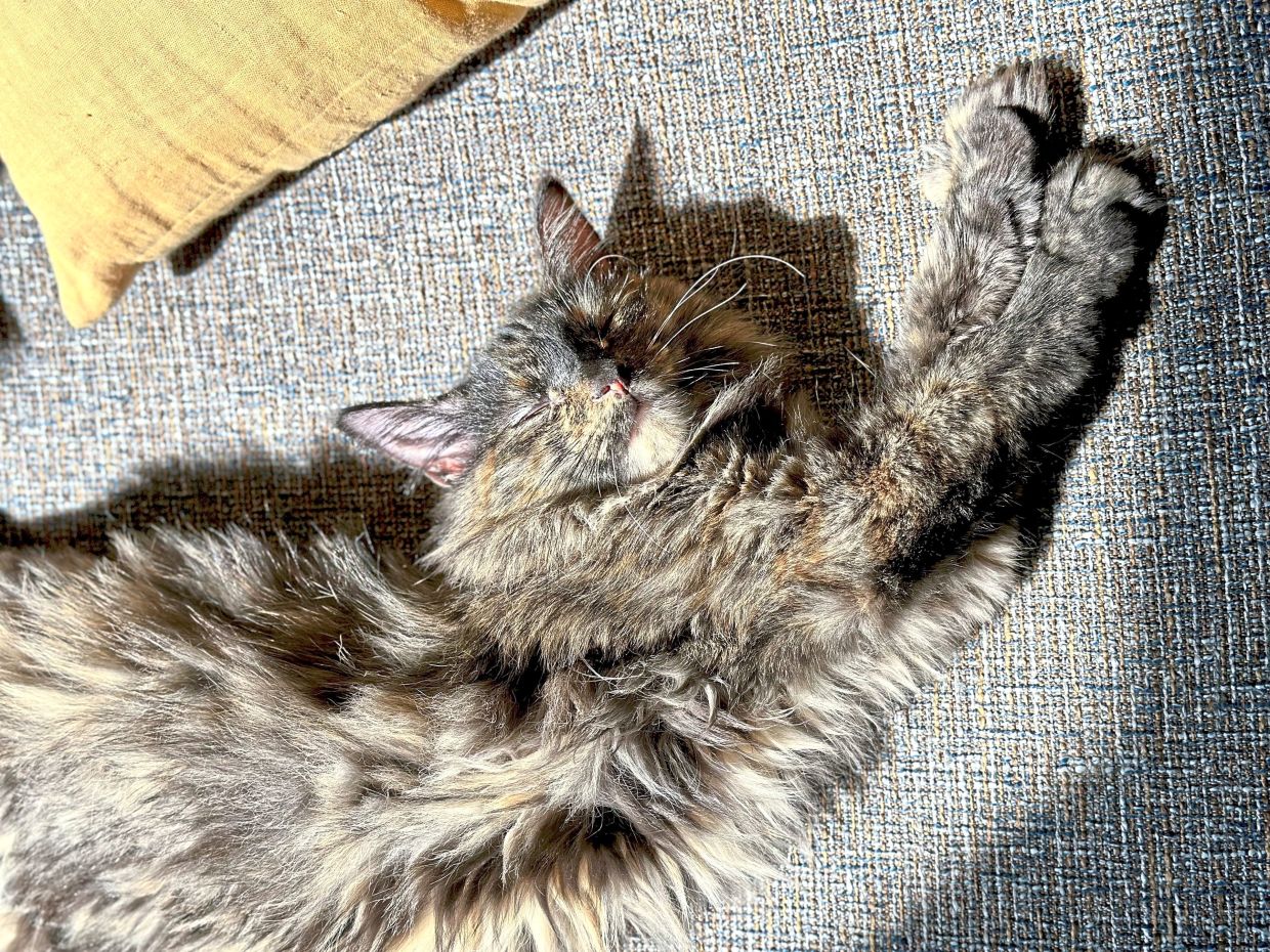 The author’s cat, Olive, who died in 2024. It is not always easy to provide evidence-based medicine for cats.