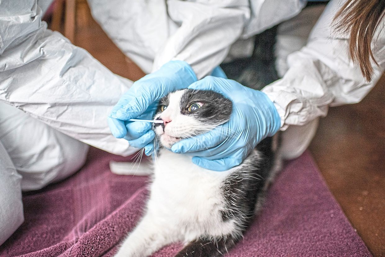 Dr Sarah Hamer tests a cat for Covid-19 in College Station, Texas. — SERGIO FLORES/The New York Times