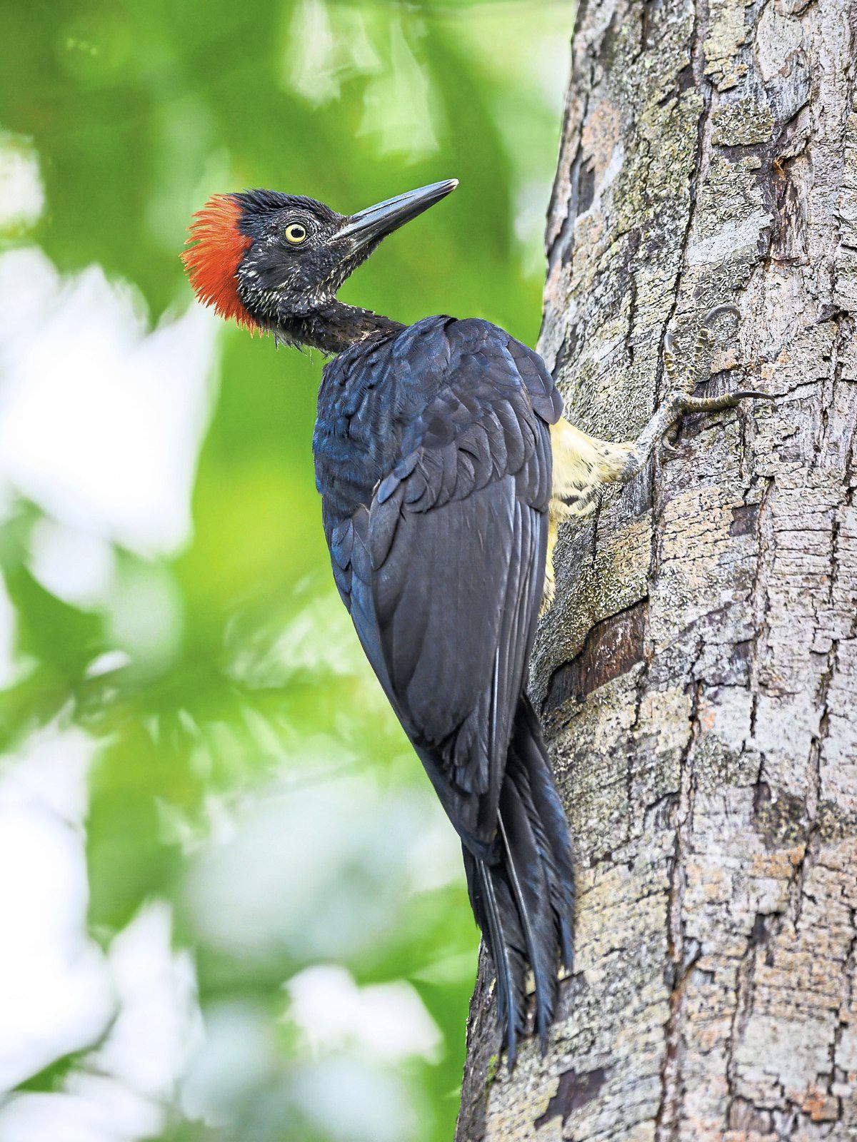 A lineated woodpecker.