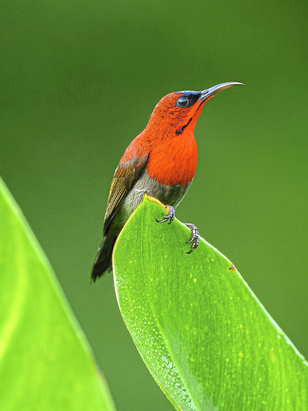 Some of the birds which can be spotted at the park include (from top) a crimson sunbird, a lineated woodpecker and a stork-billed kingfisher.