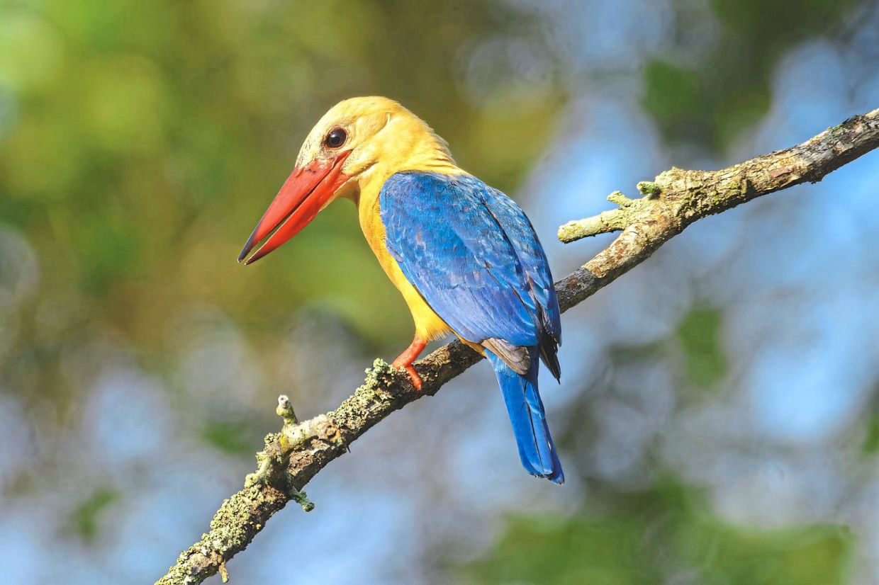 A stork-billed kingfisher.
