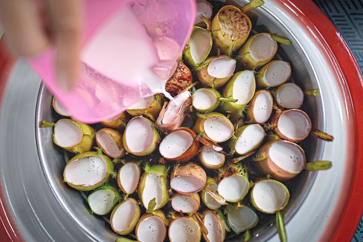 The Orang Asli community makes ‘lemang’ using pitcher plants, instead of bamboo.
