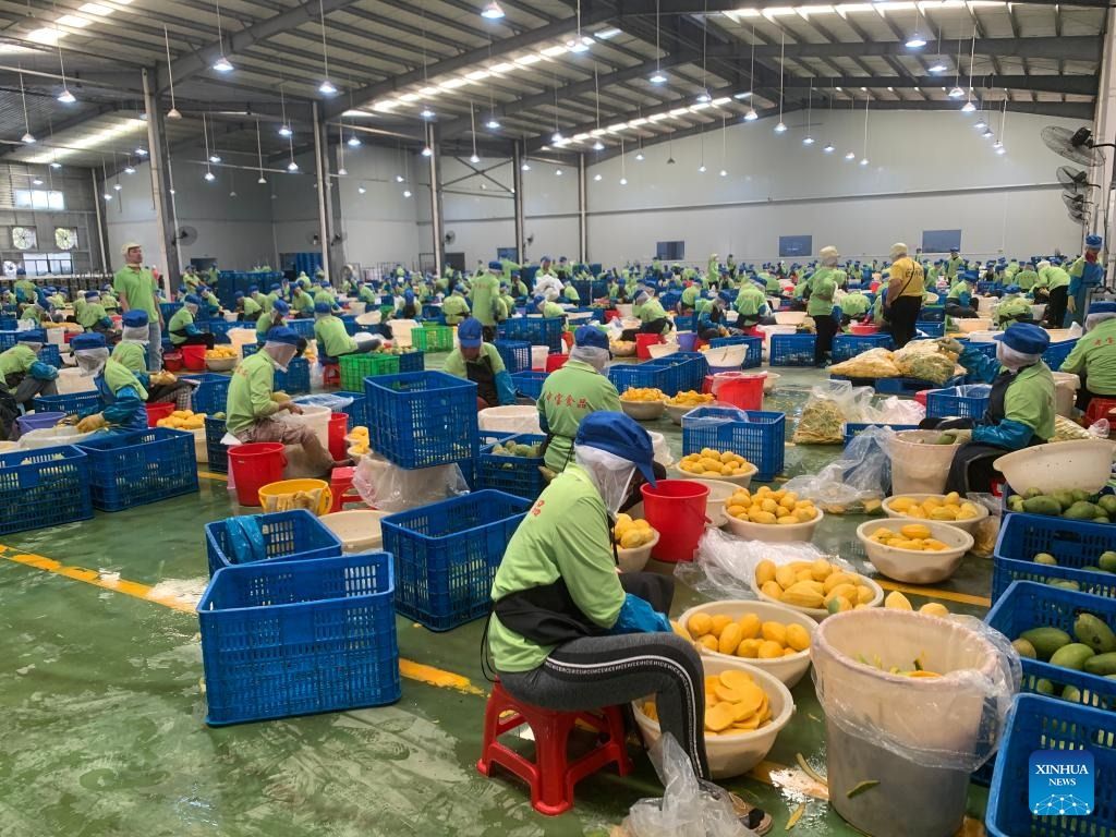 Workers slice ripe mangoes at the Zhong Bao (Cambodia) Food Science & Technology Co., Ltd. in Kampong Speu province, Cambodia on March 7, 2023. - Photo: Xinhua file