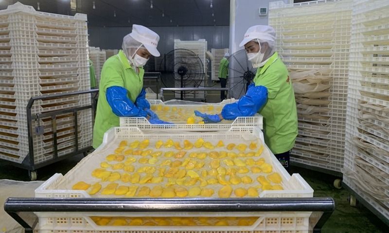 Workers prepare ripe mango slices at the Zhong Bao (Cambodia) Food Science & Technology Co., Ltd. in Kampong Speu province, Cambodia on March 7, 2023. - Photo: Xinhua file