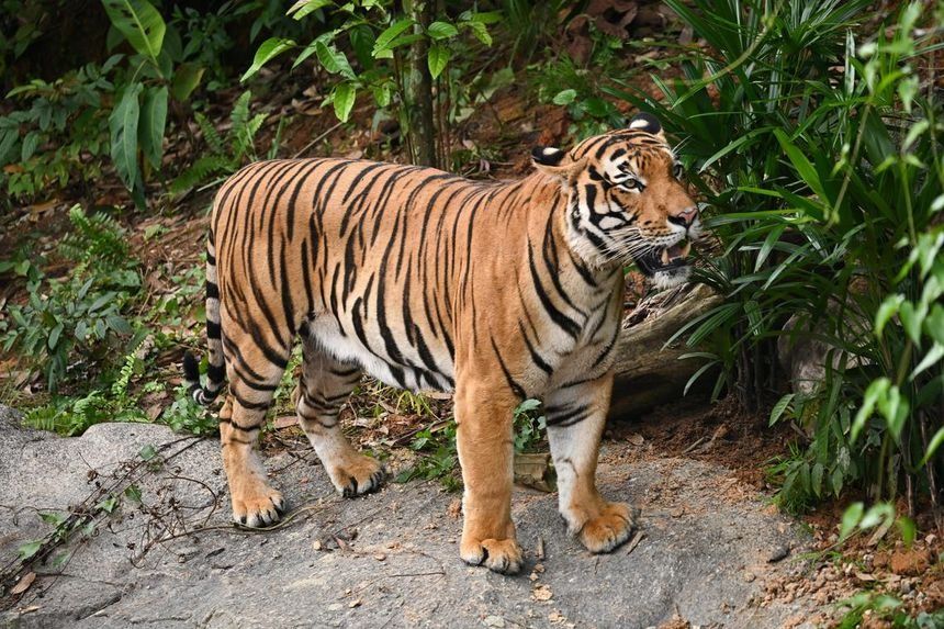 One of the three Malayan tigers at Rainforest Wild Asia will be transferred to Taipei Zoo by June. - Photo: ST