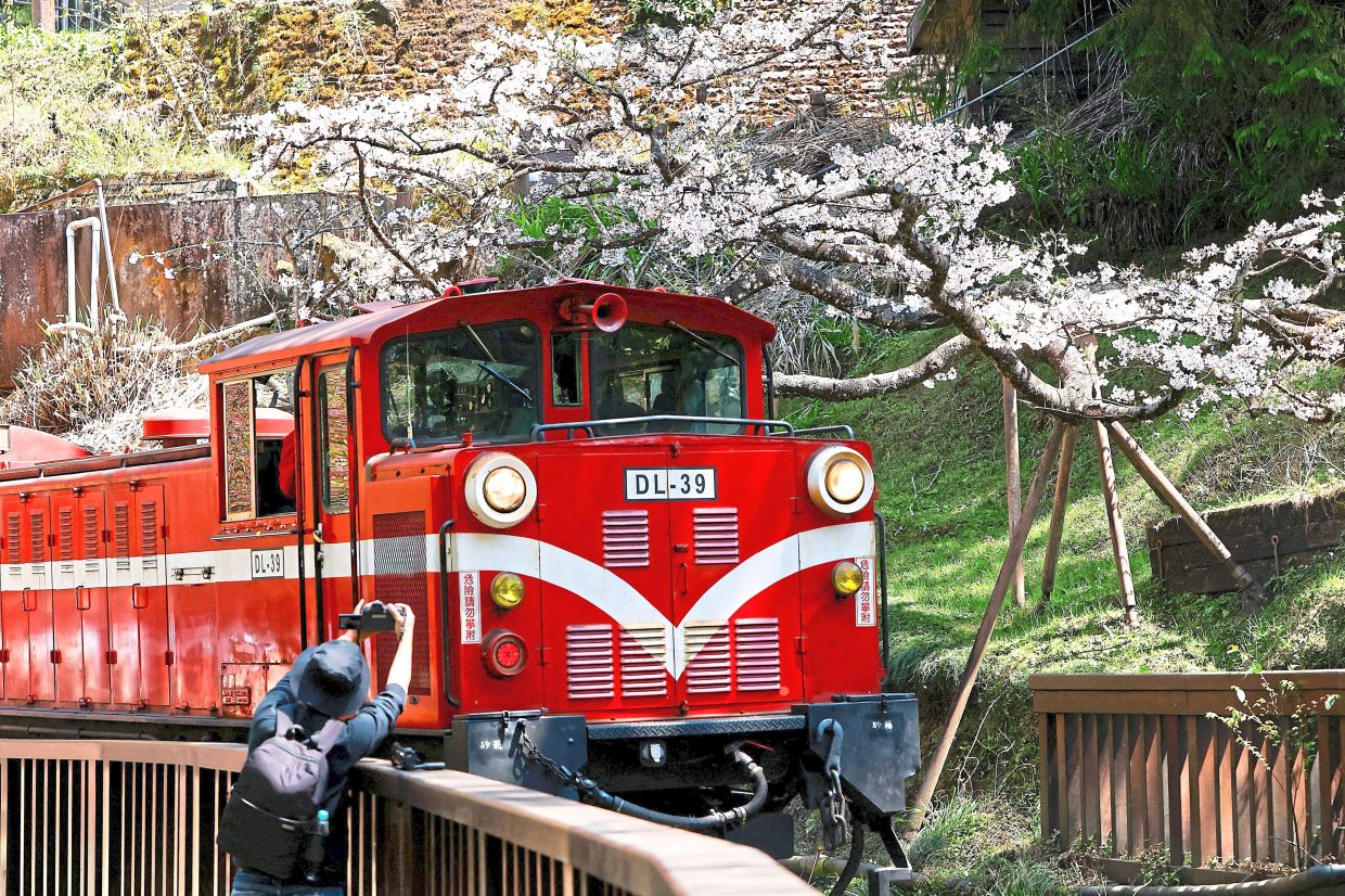 Another train passing by cherry blossom trees at Alishan National Scenic Area in Chiayi, Taiwan.