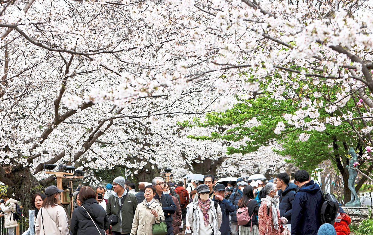People walking underneath cherry blossoms blooming in Tokyo.