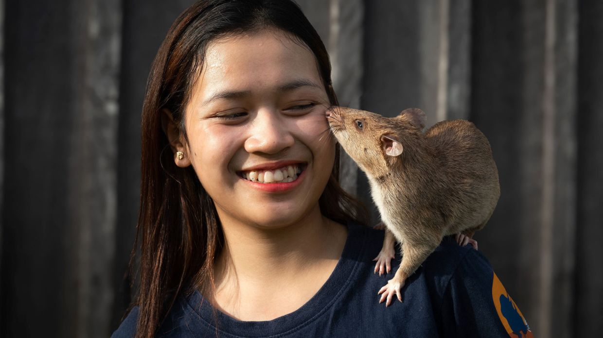 Rat earns world record for sniffing landmines in Cambodia | The Star