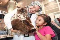 Feline fiesta in Putrajaya