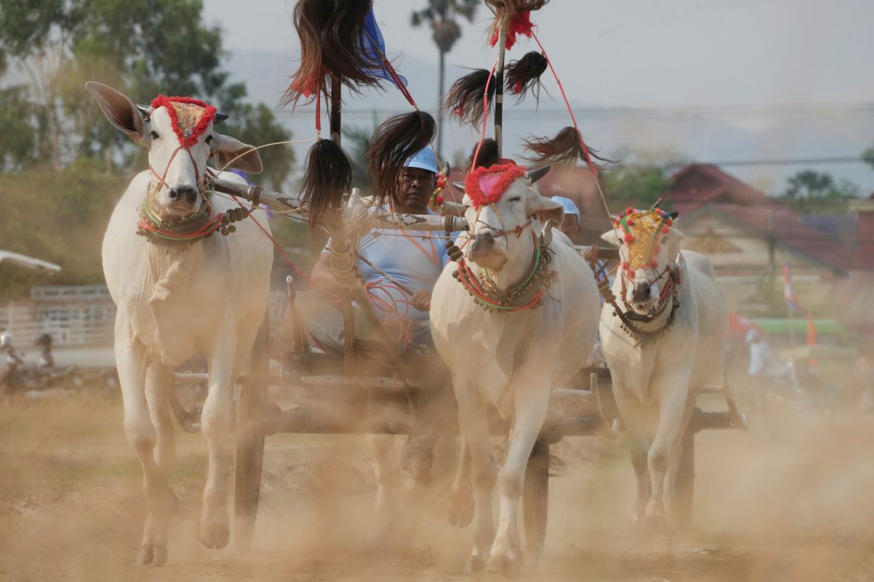 Cambodian villagers race their oxcarts during a merit making ceremony in aims of reviving the country's centuries-old tradition and celebrating the arrival of their lunar new year at Kampong Speu provincial town, southwest of Phnom Penh, Cambodia, Monday, April 7, 2025. -- AP Photo/Heng Sinith