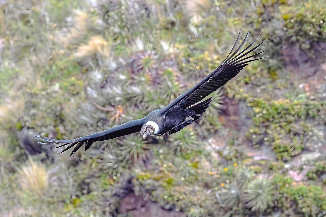 Eye-level with the mighty Andean Condor, the world’s largest flying bird, soaring effortlessly above 4,000m in the heart of the Andes.