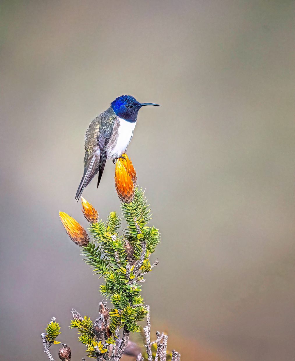 A male Ecuadorian Hillstar resting atop a Chuquiragua bloom – the fiery ‘flower of the andes’ – in a rare moment of stillness amid the windswept highlands of Ecuador.