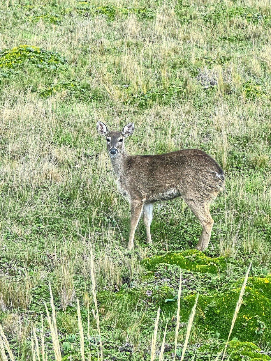 A white-tailed deer pausing among the moss and grass of the Ecuadorian paramo – a graceful guardian of the high Andes, perfectly at home in this windswept wilderness.