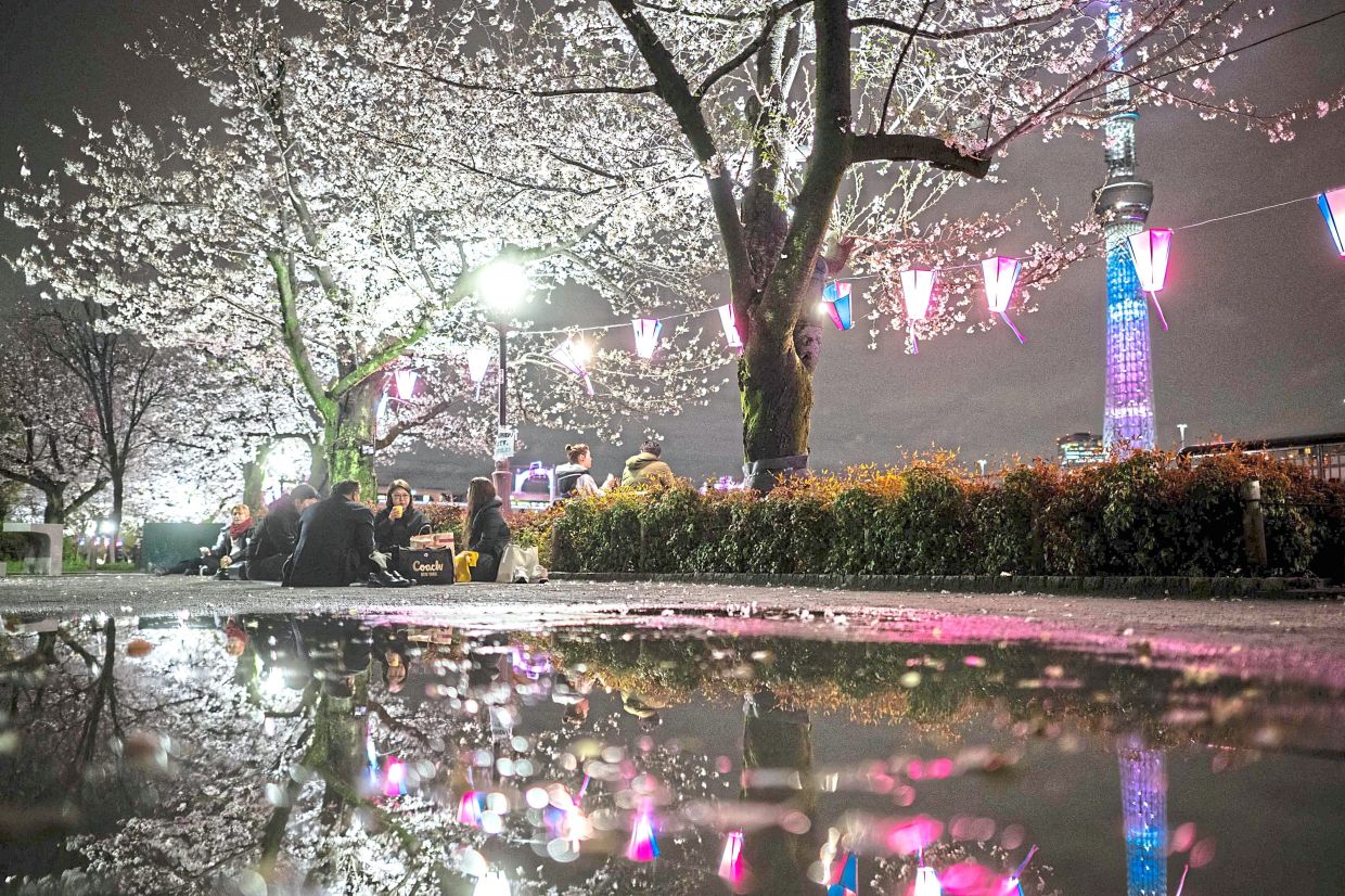 Spring blooms: People gathering under cherry blossoms against a backdrop of the Tokyo Skytree, at Sumida Park in Tokyo. — AFP