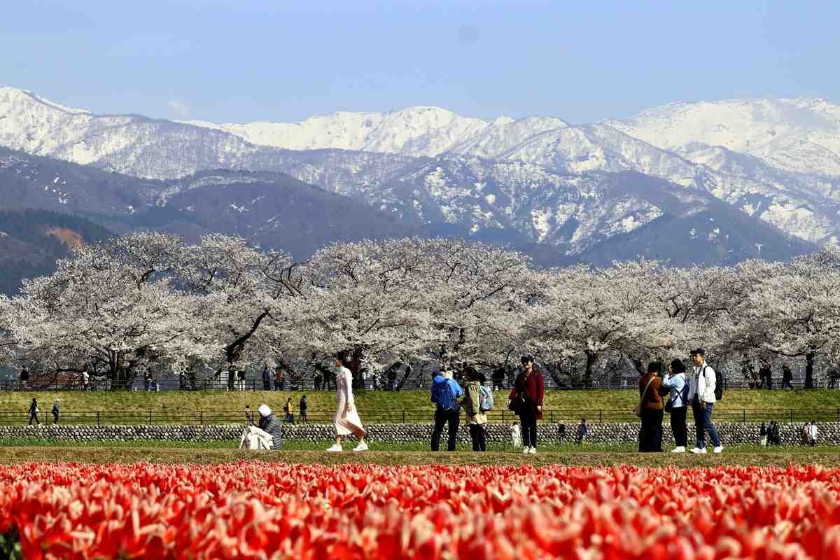 Visitors enjoy seeing cherry blossoms, tulips and the snow-capped Northern Alps in Asahi, Toyama Prefecture, on Saturday (April 12, 2025). - Photo: The Yomiuri Shimbun