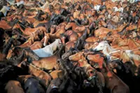 Wild horses losing the fight against fires