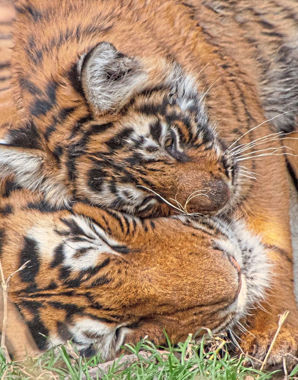 Seeing tigers roaming wild is definitely a special experience.