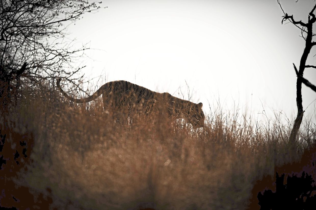 To catch a glimpse of the tigers at the national park, one has to be patient, and listen to everything the guide says.