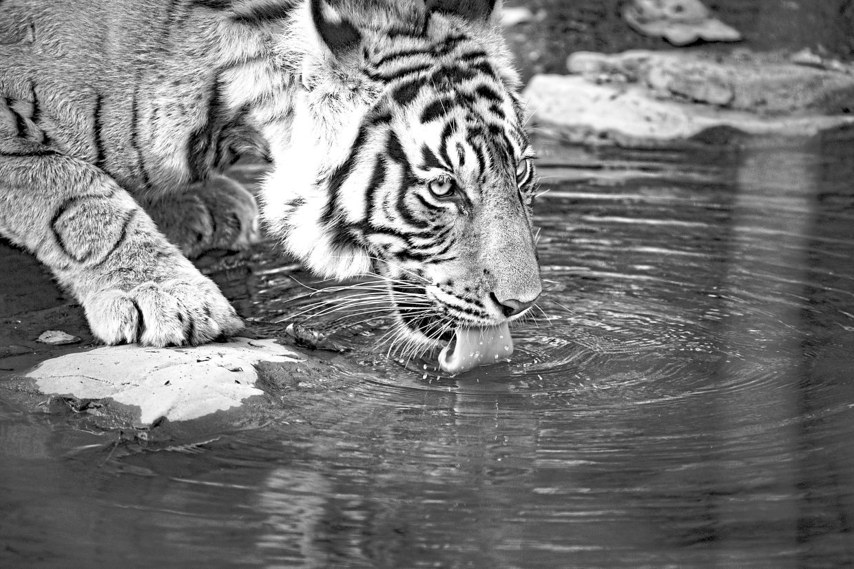 Sultana the tigress.