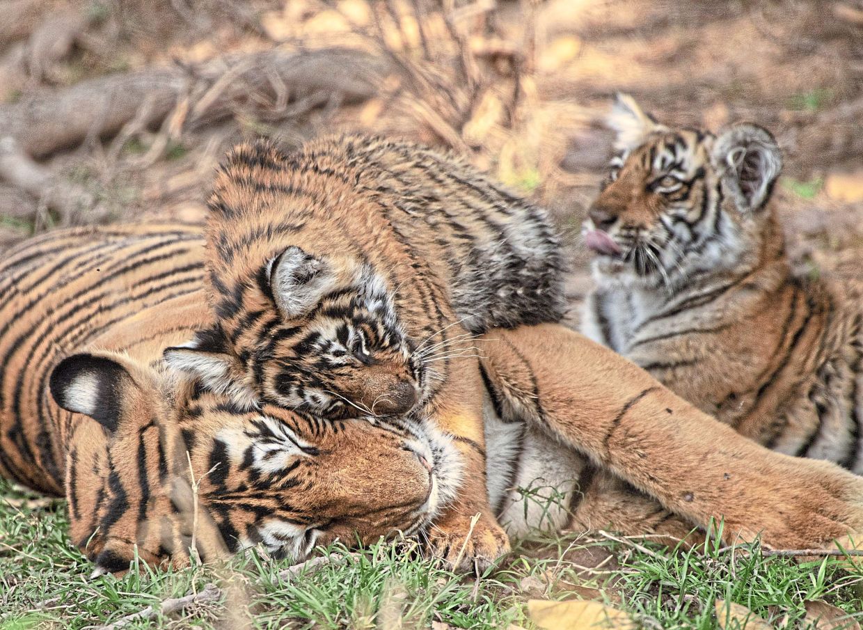 India has successfully increased its tiger population, working with locals to catch poachers and illegal hunters.