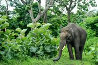 India's elephant warning system tackles deadly conflict
